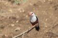Cabo Verde, Kapverden
