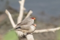Cabo Verde, Kapverden