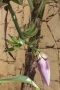 Cabo Verde, Kapverden