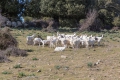 20190318-Sardinien-15-19-17-162