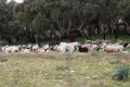20190320-Sardinien-10-00-09-001