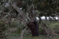 20190320-Sardinien-16-18-12-038