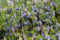 20190321-Sardinien-11-05-27-015