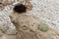 20190321-Sardinien-11-36-35-038