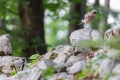 20180519 Slowenien 17-56-14 020