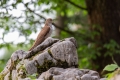20180519 Slowenien 19-39-42 022